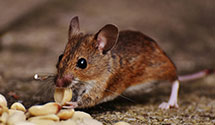 24 Hour & Emergency Exterminators in Fayville, IL